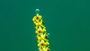 Bild 1 1024x576 1 300x169 - Magnets in underwater photography