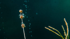 Bild 7 1024x576 1 300x169 - Magnets in underwater photography